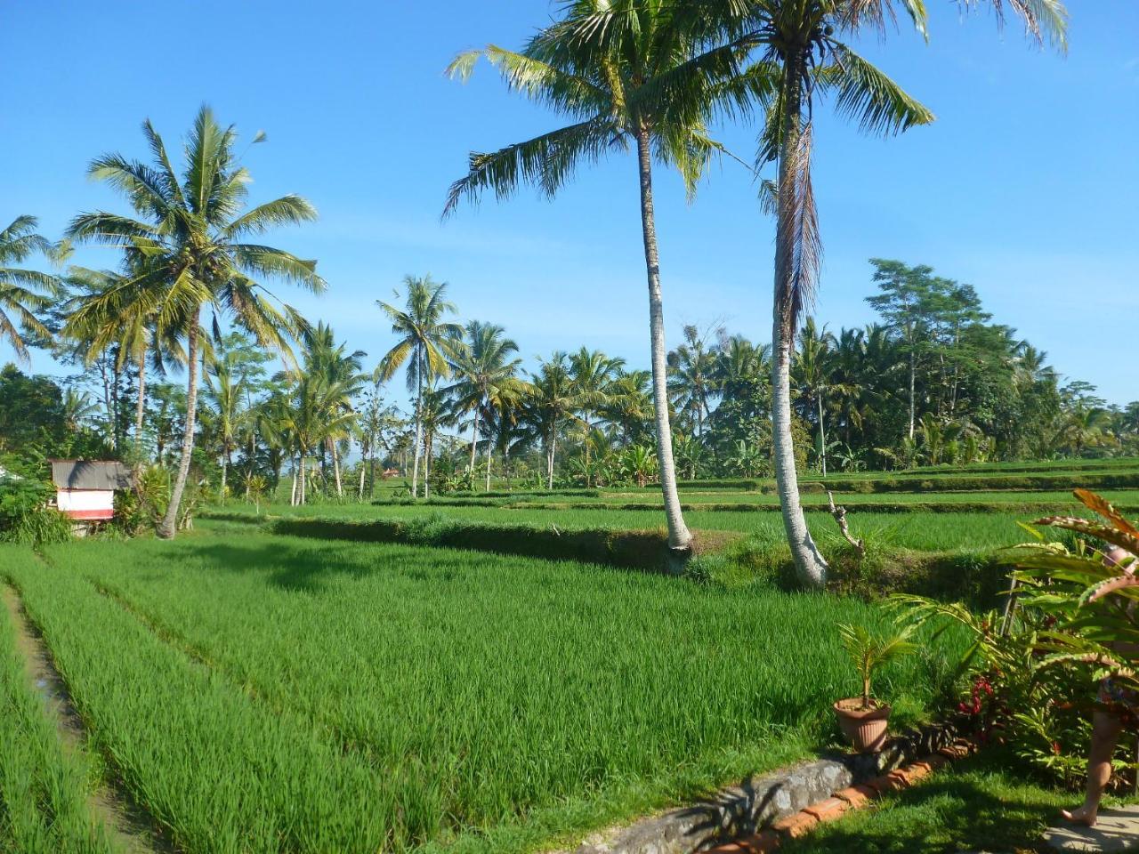 Hotel Bali Sawah Indah Ubud Exterior foto